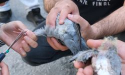 Kırklareli'nde ipe dolanıp yuvasından düşen güvercin ve yavrusunu esnaf kurtardı