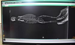 Tavşan yavrusunun kırılan kalça kemiği cerrahi operasyonla tedavi edildi