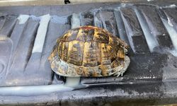 Toprak altında kalan kaplumbağayı zabıta ekipleri kurtardı