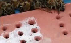Çanakkale’de 80 kovandaki çok sayıda arı telef oldu