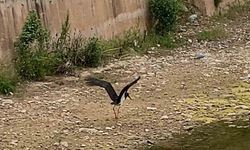 Çankırı’da kara leylek görüntülendi