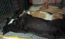 İzmir’de 10 köpek zehirlenerek öldürüldü