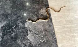 Karabük’te hava sıcaklıkları sonrası yılanlar çıkmaya başladı