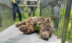 Uludağ’da operasyonla kurtarılan ayı Karacabey ayı barınağına götürüldü