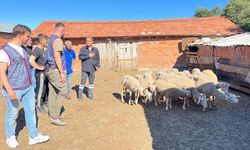 Balıkesir'de ağıldan 16 koyun hırsızlığının 2 şüphelisi yakalandı