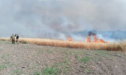 Balıkesir'deki arazi ve orman yangınları söndürüldü