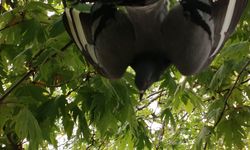 Çınarcık’ta ağaçta ayağına takılan misina nedeniyle mahsur kalan güvercini itfaiye kurtardı