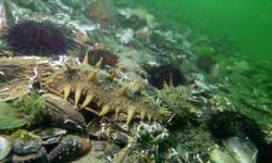Denizlerin doğal temizleyicisi "Japon deniz hıyarı"nın İzmit Körfezi'ndeki popülasyonu artıyor