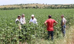 Edirne'de dolunun vurduğu 100 hektarlık alanda hasar tespit çalışması yapıldı