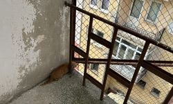 Edirne'de kullanılmayan binanın yangın merdiveninde mahsur kalan kedi yavrusu kurtarıldı