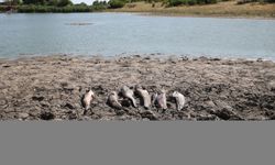 Edirne'de sulama göletindeki balıkların ölümüyle ilgili inceleme sürüyor