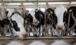 Kırklareli'nde embriyo transfer çalışmasıyla süt üretiminin arttırılması hedefleniyor