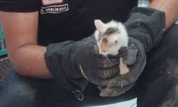 Kırklareli'nde su borusunda sıkışan kedi yavrusunu itfaiye ekipleri kurtardı