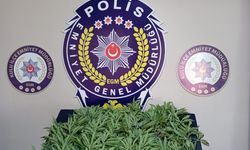 Konya'da evinin bahçesinde Hint keneviri yetiştiren şüpheli tutuklandı