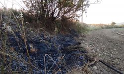Osmaneli'de elektrik tellerine çarpan kuşun neden olduğu arazi yangını söndürüldü