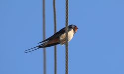 Türkiye-Ermenistan sınırı 100'den fazla kuş türüne yuva oldu