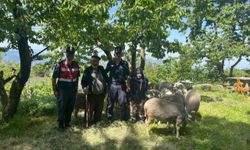 Uludağ'da kaybolan koyunları jandarma personeli buldu