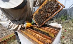 Yerli ırk arılar iklim değişikliğiyle daha iyi mücadele ediyor