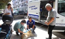 Can dostlar için Büyükşehir Acil Müdahale aracı yollarda