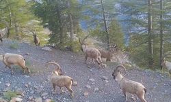 Dağ keçisi sürüsü fotokapana yakalandı