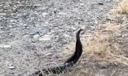 Elazığ’da yılanların çiftleşme dansı kameraya yansıdı