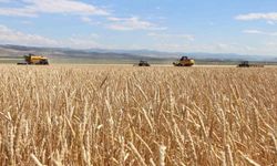 Gökhöyük’te tohumluk buğday hasadı başladı: 4 bin 500 ton üretim bekleniyor