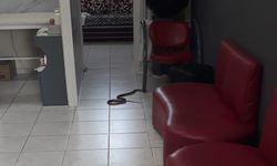 Kuaförde yılan paniği