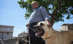 Şahinbey Belediyesi köpeklere sahip çıkıyor