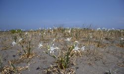 Korunmasına yönelik duyarlılığın arttığı kum zambakları Sakarya sahillerini süslüyor