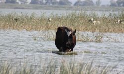 Aşırı sıcaktan etkilenen hayvanlar Manyas Gölünde serinliyorlar