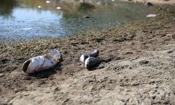 Edirne'de su seviyesi düşen gölette oksijensiz kalan balıklar öldü