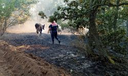 Edirne'de yangın ortasında kalan büyükbaş ve küçükbaş hayvanlar jandarma tarafından kurtarıldı