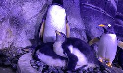 İstanbul Akvaryum'da 4 gentoo türü penguen doğdu
