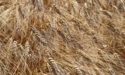 Tekirdağ'da yerli buğday çeşitlerinin veriminden üreticiler memnun