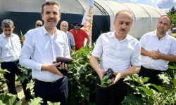 Bursa'da patlıcan hasadı başladı