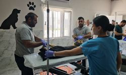 Kızıltepe'de 3 ayda 251 sokak hayvanı tedavi edildi