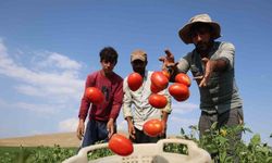 3 bin dönüme domates eken üretici vatandaşlara seslendi: ’’Gelin tarladan 8 liraya alın’’