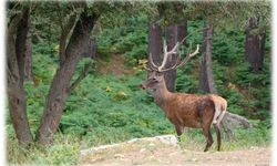 87 kızıl geyik ve 354 bin 754 adet sülün üretilerek doğaya salındı