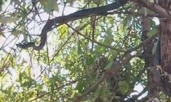 Ağaçta kuş avına çıkan 3 metrelik yılan görüntülendi