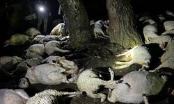 Amasya’da sürüye yıldırım isabet etti, 76 küçükbaş hayvan telef oldu