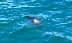 Artvin’de denizde bulunan erkek cesedinin kimliği belli oldu