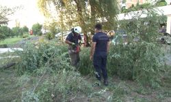 Ataşehir’de araçların üzerine ağaç devrildi