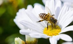 Bitki koruma ürünleri kullanımı arttı, ilçe tarım ‘arılar’ için çağrıda bulundu
