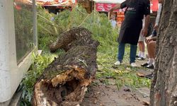 Bolu’da yaya yoluna ağaç düştü: 1 yaralı