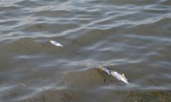 Didim’de üretim çiftliklerinde ölen balıkların kıyıya vurduğu iddiası