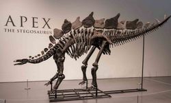 Dinozor iskeleti 44.6 milyon dolarlık rekor fiyata satıldı
