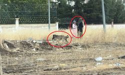 Diyarbakır’da başıboş sokak köpekleri telef ettiği kediyi yemek için yer aradı