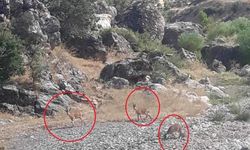 Diyarbakır’da dereye su içmeye inen dağ keçileri görüntülendi