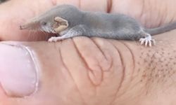 Diyarbakır’da dünyanın en küçük memeli hayvanı görüntülendi