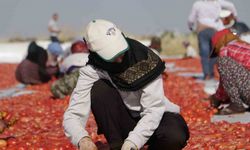Diyarbakır’da kavurucu sıcakta işçilerin kurutmalık domates mesaisi başladı